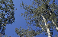 Eucalyptus diversicolor