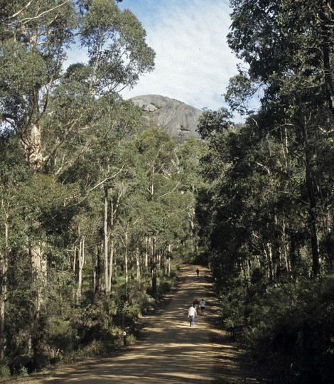 Eucalyptus diversicolor