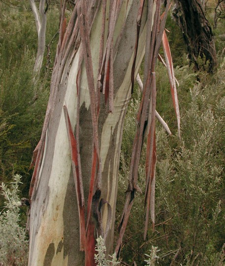 Eucalyptus pauciflora