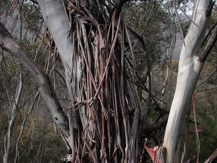 Eucalyptus pauciflora