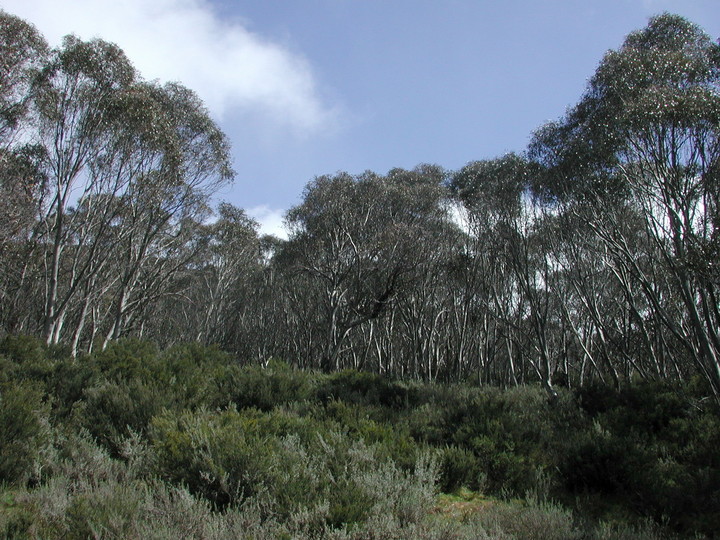 Eucalyptus pauciflora