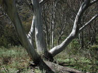 Eucalyptus pauciflora