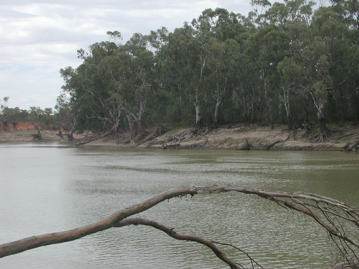 Eucalyptus camalduensis