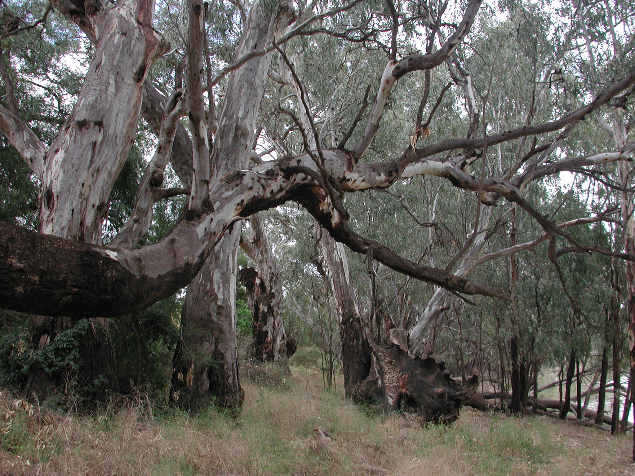 Eucalyptus camalduensis