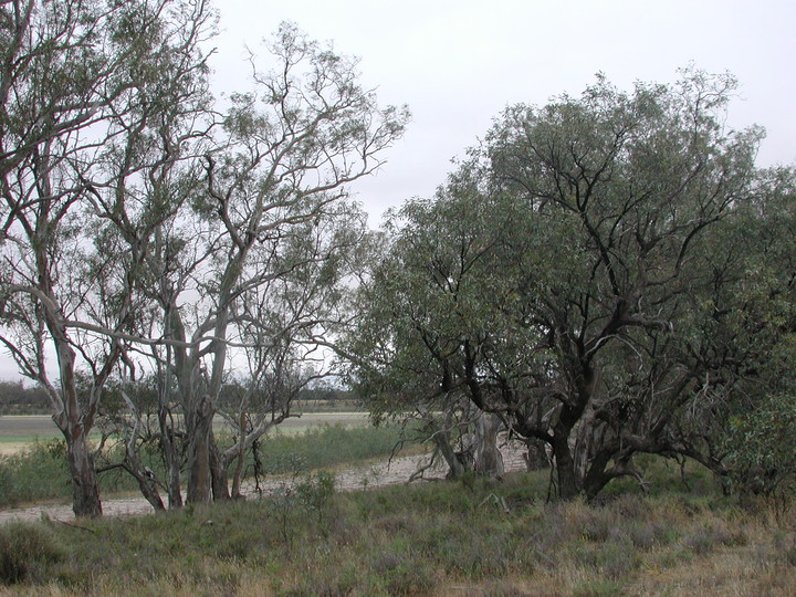 Eucalyptus largiflorens