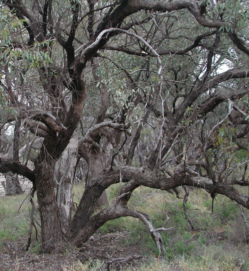 Eucalyptus largiflorens