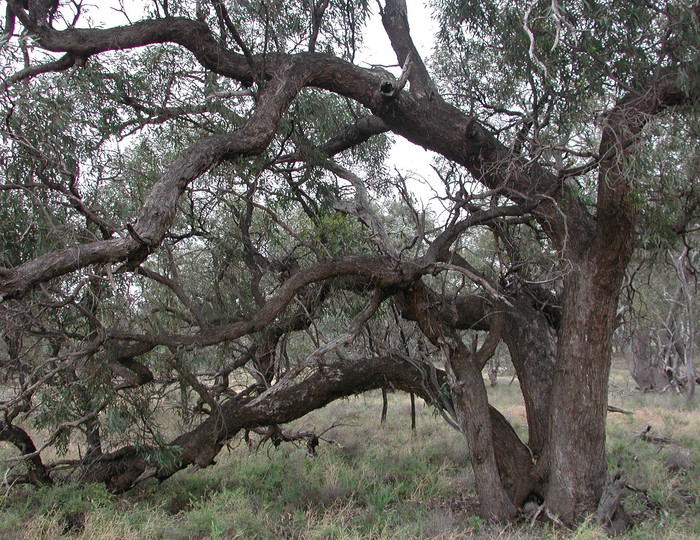 Eucalyptus largiflorens