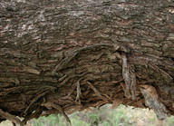 Eucalyptus largiflorens