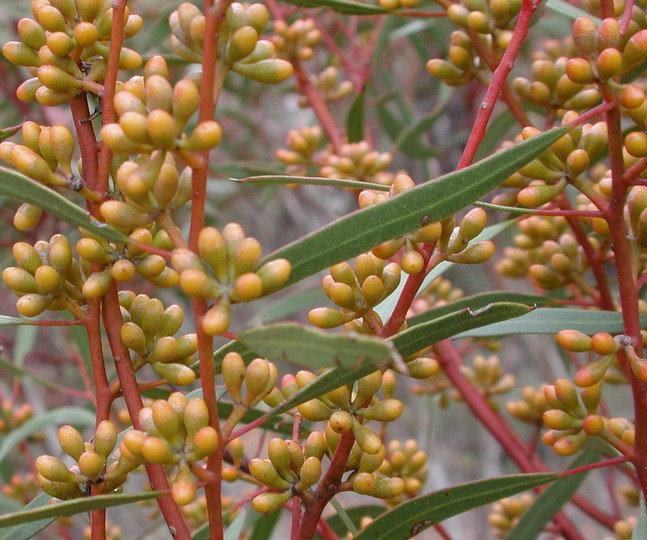 Eucalyptus sp.4