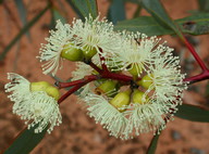 Eucalyptus sp.5