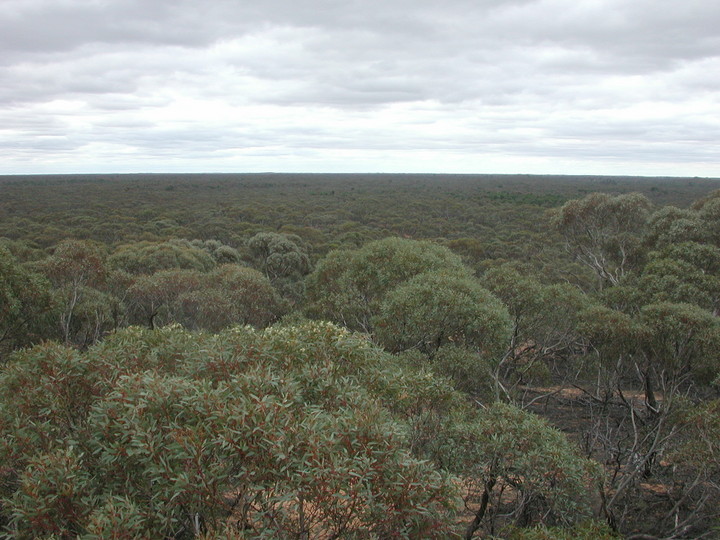 Eucalyptus sp.3