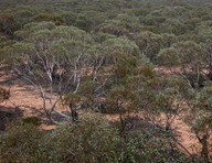 Eucalyptus sp.3