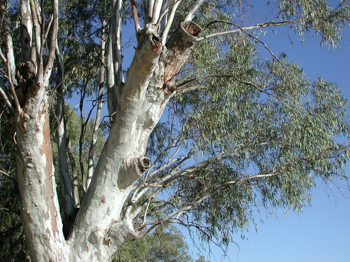 Eucalyptus camalduensis