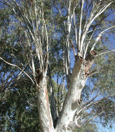 Eucalyptus camalduensis