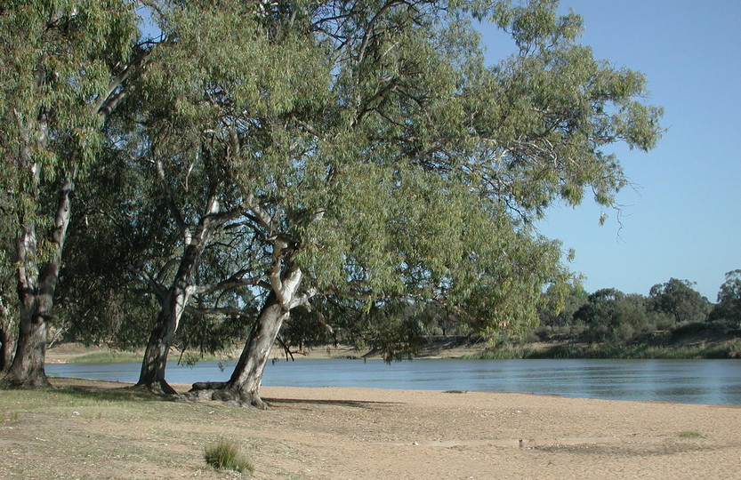 Eucalyptus camalduensis