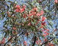 Eucalyptus torquata