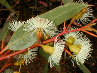 Eucalyptus incrassata