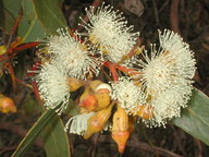 Eucalyptus incrassata