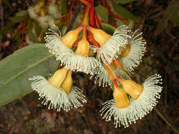 Eucalyptus incrassata