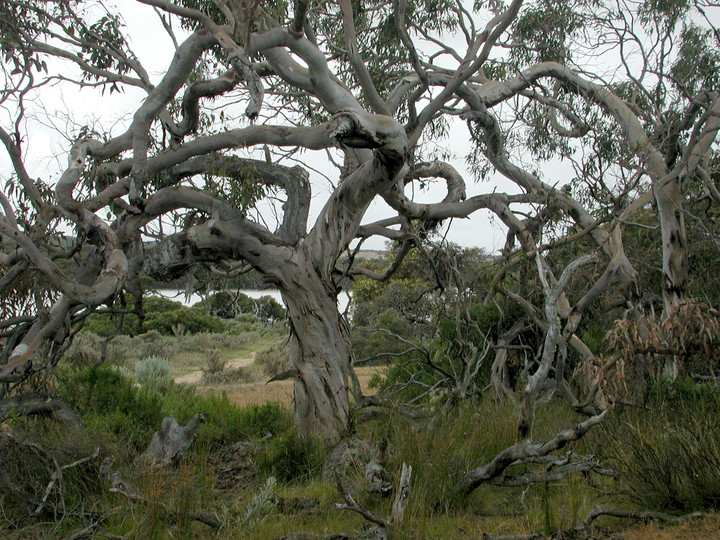 Eucalyptus fasciculosa