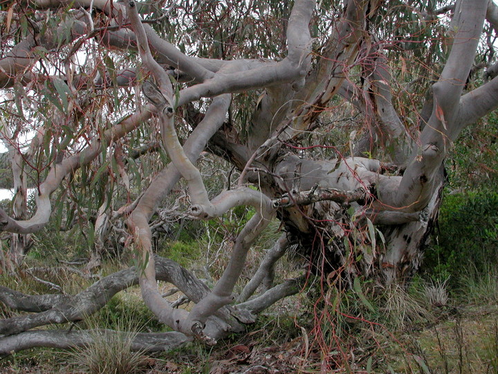 Eucalyptus fasciculosa