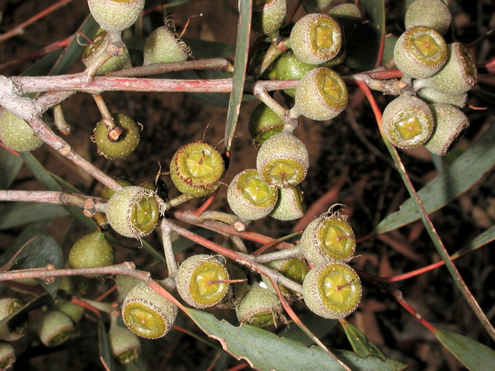 Eucalyptus diversifolia