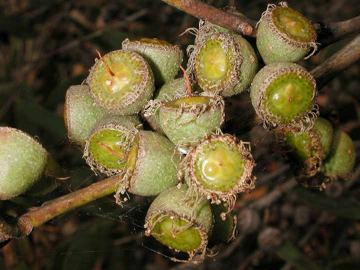 Eucalyptus diversifolia