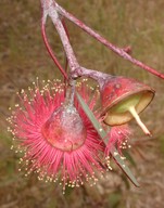 Eucalyptus caesia ssp. magna