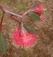 Eucalyptus caesia ssp. magna
