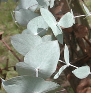 Eucalyptus risdonii