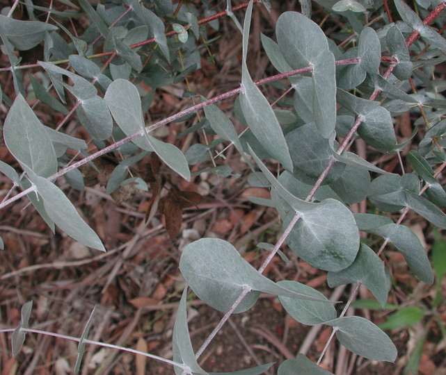 Eucalyptus risdonii