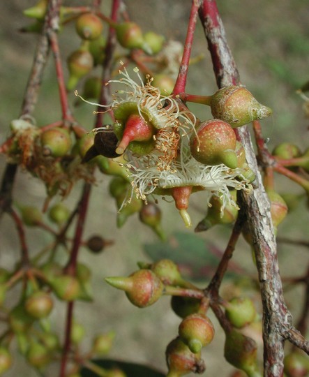 Eucalyptus camalduensis