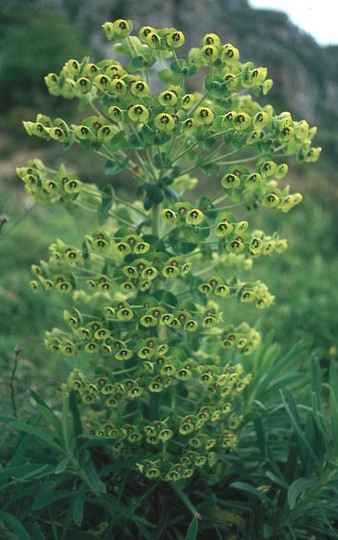 Euphorbia characias