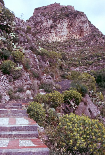 Euphorbia dendroides