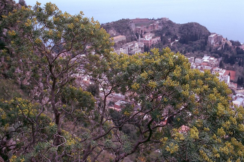 Euphorbia dendroides