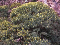 Euphorbia dendroides