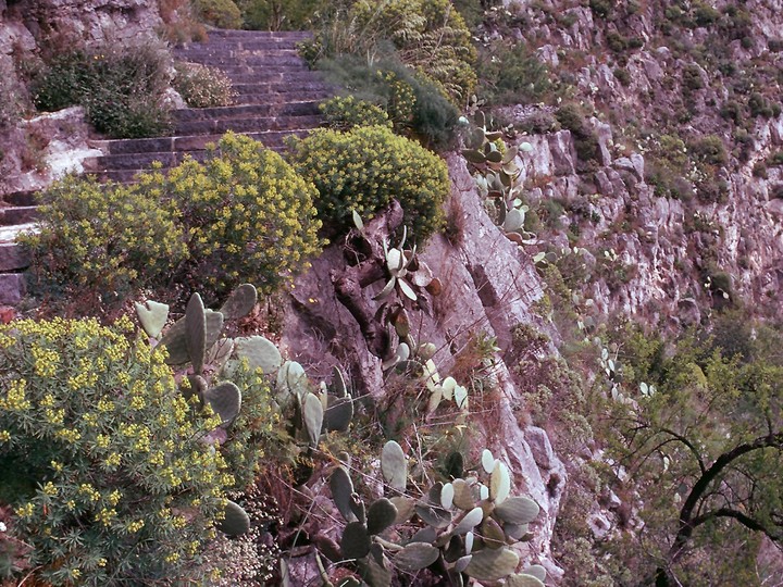 Euphorbia dendroides