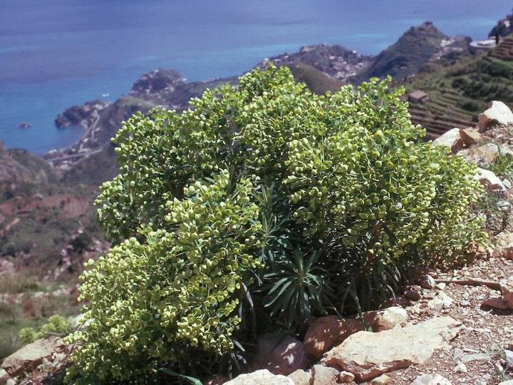 Euphorbia characias