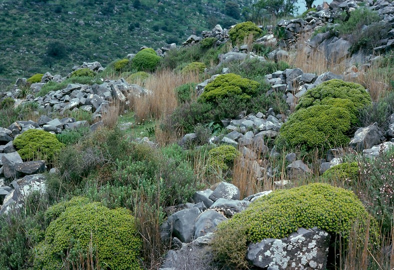 Euphorbia acanthothamnus