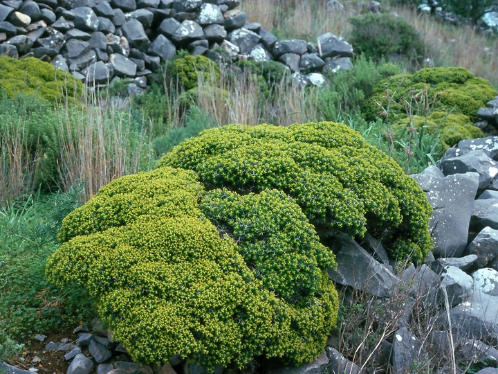 Euphorbia acanthothamnus