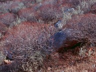 Euphorbia dendroides