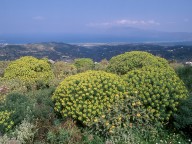 Euphorbia dendroides