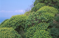 Euphorbia dendroides