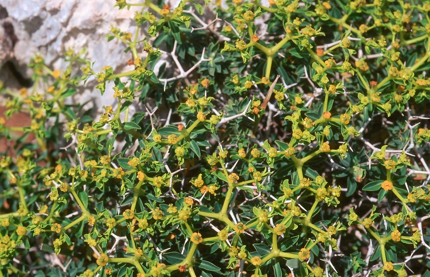 Euphorbia acanthothamnus