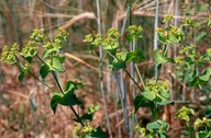 Euphorbia serrata