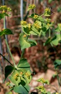 Euphorbia serrata