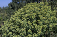 Euphorbia characias