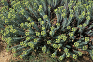 Euphorbia paralias