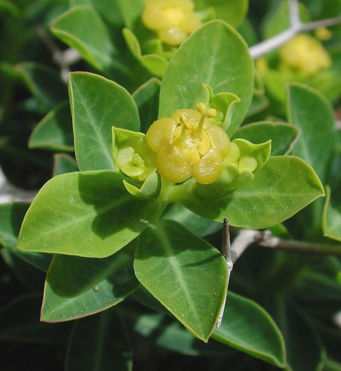 Euphorbia acanthothamnus