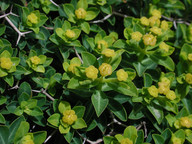 Euphorbia acanthothamnus